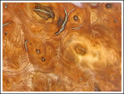 Burr elm